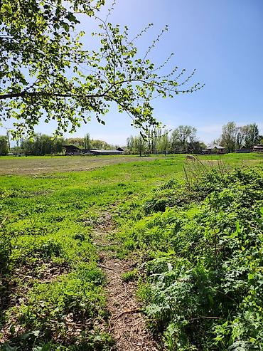 Продажа коттеджей и домов: Продаю участок (с домом, возможно под снос) 20лет никто не жил и есть — 5