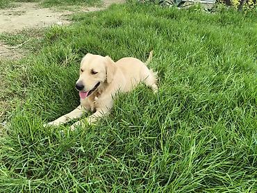 labrador it: Retriever — 6