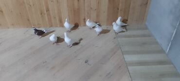 отдам в добрые руки собаку: Güvercin dəsti - Say: Şəkillərdə 8 ədəd - Rənglər: əsasən ağ