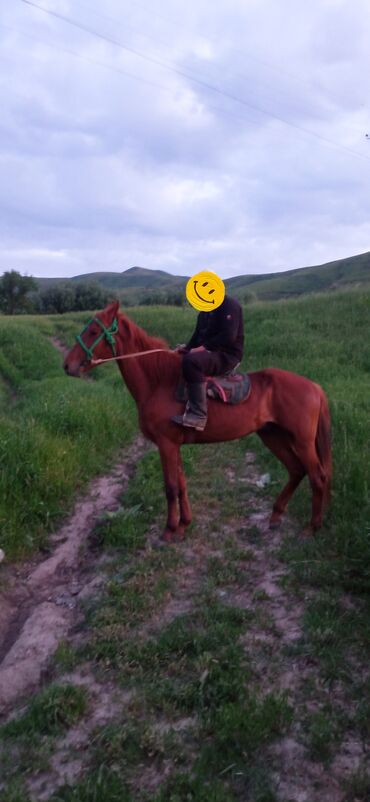 Лошади, кони: Продаю | | Дончак | Конный спорт