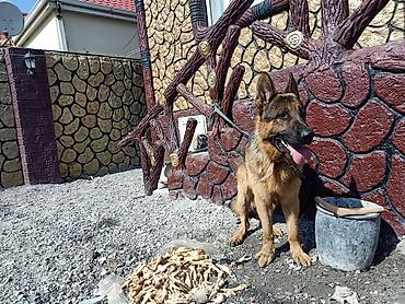 it sat: Alman çoban iti, Erkək — 4