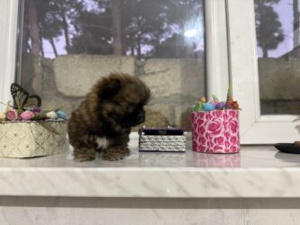 İtlər: Pekines, 2 ay, Dişi, Peyvəndli — 4