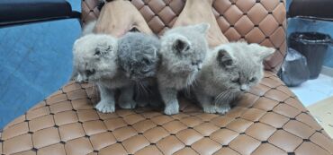 породистые собаки в добрые руки: Şotland, Erkək, Dişi, Yaxşı əllərə, Ödənişli çatdırılma