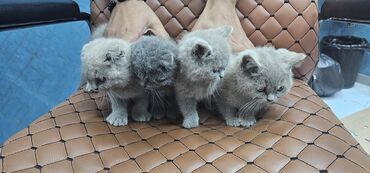 Pişiklər: Erkək, Yaxşı əllərə, Rayonlara çatdırılma — 3