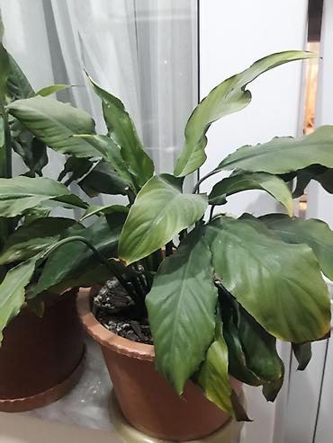 gül toxum satışı: Spathiphyllum (Sülh Zanbağı) – otaq bitkisi - Növ: Spathiphyllum — 4