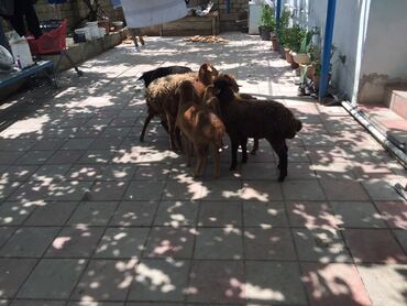 Qoyunlar, qoçlar: Dişi, il: 1, 10 kq, Damazlıq, Ünvandan götürmə