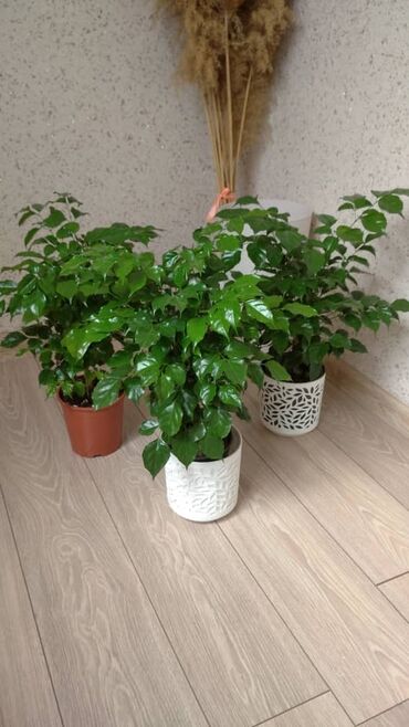 Другие комнатные растения: Кофейное дерево (Coffea arabica) в горшке. - Компактные кустики с