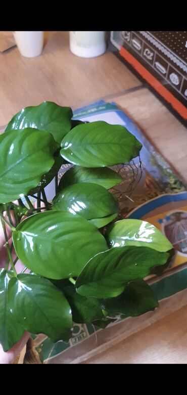 Животные: Anubias Barteri "Wrinkle Leaf". Aroid bitki olan iri ölçüdə Anubias