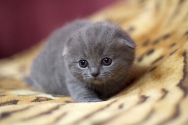 котята шотландская: Скотиш Фолд (Шотландская вислоухая), 2 месяца, Мальчик