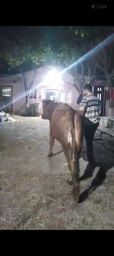 Inəklər, öküzlər: Dişi, il: 2, Ətlik — 5