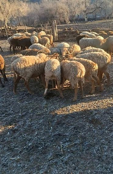 Товары и оборудование для с/х животных: Кормушка для овец (круглая) - Вместимость: рассчитана на 12–14 голов — 6