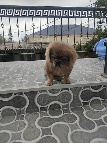 mingecevir it: Pekines, Erkək — 6