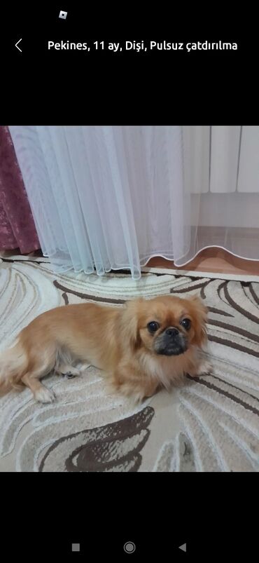 İtlər: Pekines, 5 ay, Erkek, Peyvəndli, Ödənişli çatdırılma