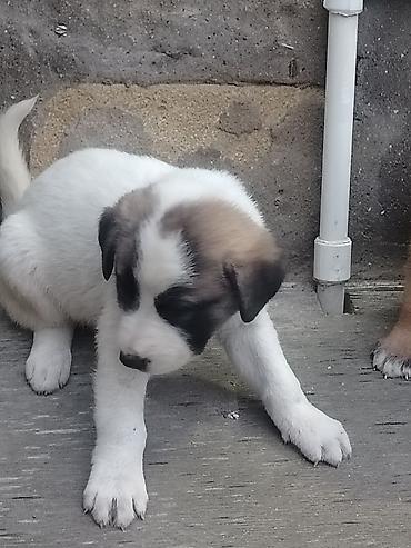 cütlük: 1 ay, Erkək, Pulsuz çatdırılma — 2