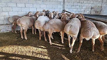 фазан купить мясо: Продаю | Ягненок | Арашан | Для разведения | Племенные — 1