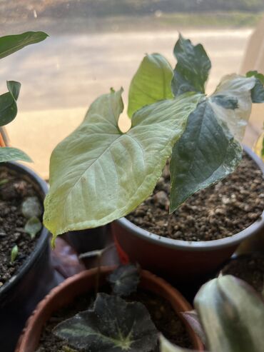 Otaq bitkiləri: Her nov guler var endirimnen verecem Gencedi istiyen yazsin satiş — 77