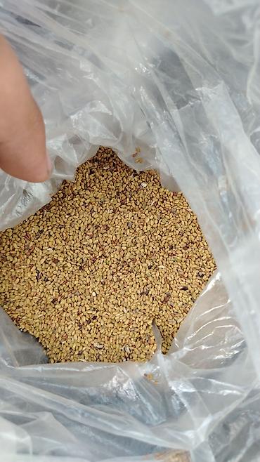 ağac tinglərinin satışı: Yonca toxumu - Növ: Yonca (Medicago sativa) toxumu - Dən ölçüsü — 2