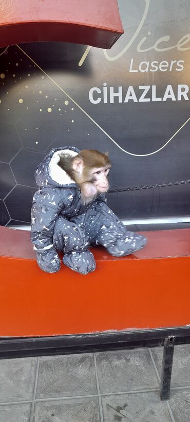 Digər heyvanlar: Tayson adlı meymun satılır. Ağıllışirindi. Kim isdəsə yazsın — 9