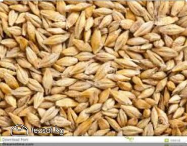 ондурулгон буудай: Продаю пшеницу 2 тонны в мешках Буудай сатылат 2тонна мешоктолгон