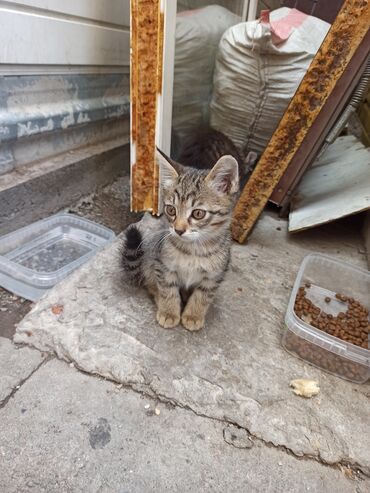 маленький котёнок: Возьмите котеночка, спасите маленькую жизнь. Живет за магазином