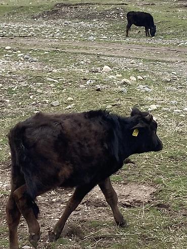 Коровы, быки: Продаю | Бык (самец) | Полукровка | Для разведения — 1