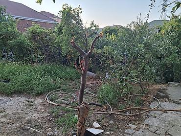 bina az 7 mkr satilan evler: Xırdalanda 2otaqlı 2.5 sot torpaqda ev satılır.meyve ağacları var — 7