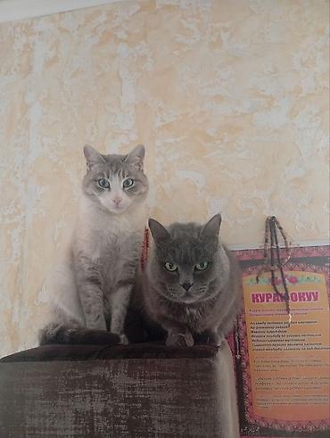 кошка породистые: Русская голубая, 3 года, Мальчик, Кастрирована — 4