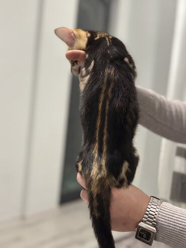 Pişiklər: Benqal — 11