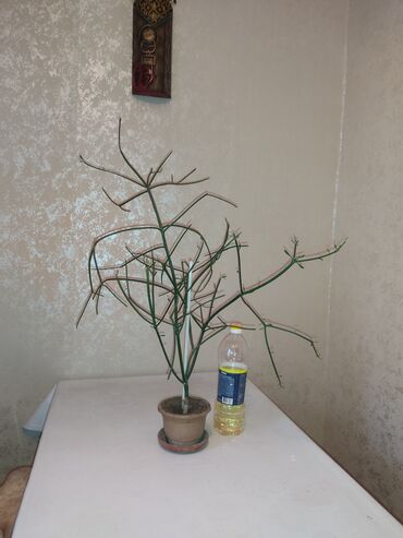 арки для растений: Эуфорбия тирукалли (Euphorbia tirucalli), известная как «молочай