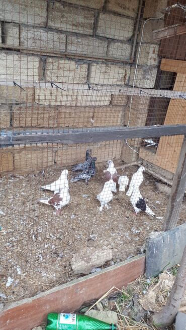 Göyərçinlər: Məhsul: Ev göyərçinləri (bir neçə rəngdə və növdə) Təsvir: - — 3