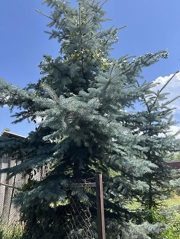 молочай цветок: Ель голубая (Picea pungens ‘Glauca’) — взрослое декоративное дерево — 2