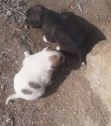 chappi it yemi: Peyvəndli