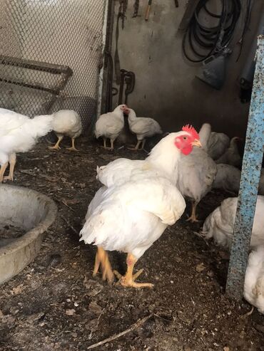 Toyuqlar: Təmizlənmiş Colpa var təmiz əti 1500.1600.1700.1800di istəyən zakas — 8