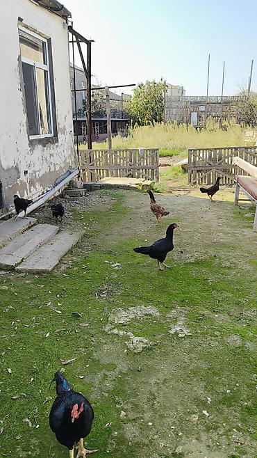 en ucuz at: Toyuq, Damazlıq — 4