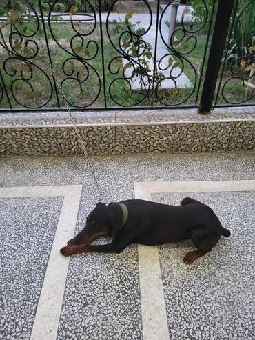 it aliram: Doberman, 9 ay, Dişi, Peyvəndli