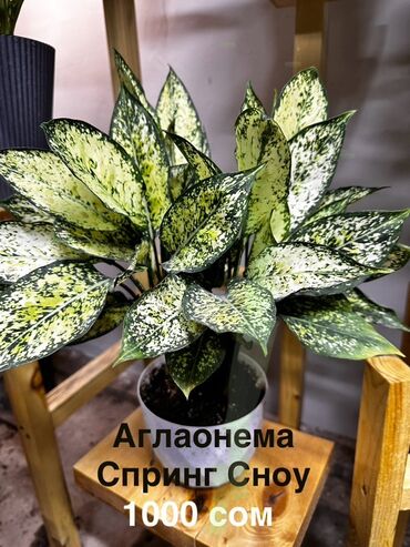 где купить диффузор для дома: Продаю излишки комнатных цветов. Цены указаны на фото. Местоположение