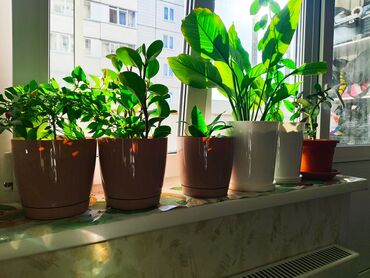 дом мкр джал: 40 кв. м, 2 бөлмө