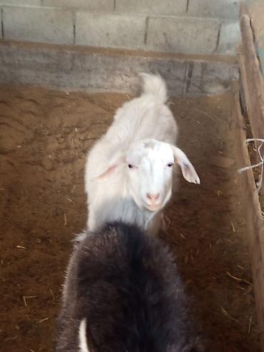 Козы, козлы: Продаю | Коза (самка) | Для разведения — 2