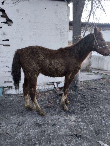 Лошади, кони: Продаю | Жеребенок | Конный спорт | Племенные — 5