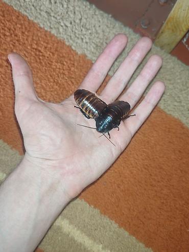 насекомые купить: Мадагаскарские шипящие тараканы (Gromphadorhina portentosa) Размер — 3