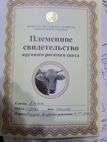 медогонку купить: Продаю | Корова (самка) | Для разведения | После отела — 7
