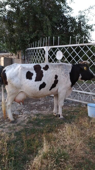 продам корову: Продаю | Корова (самка) | Голштин | Для разведения, Для молока