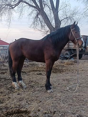 Лошади, кони: Продаю | Жеребец | Рабочий — 4