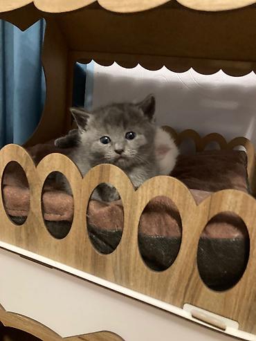 Кошки: Самец, Самка, В добрые руки, Платная доставка, Самовывоз, Доставка в районы — 8