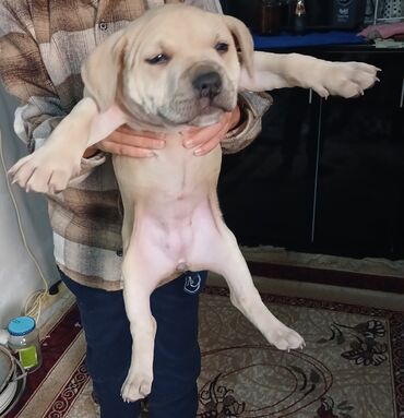 İtlər: Pitbul, 1 ay, Dişi