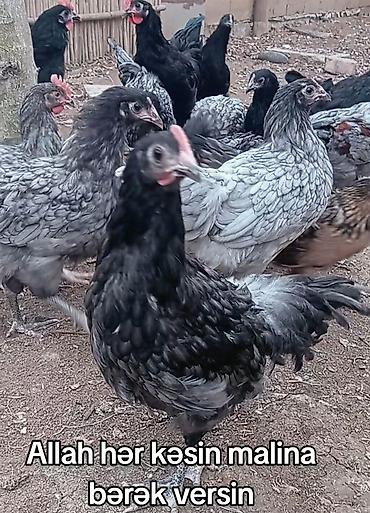 göy yumurta: Məhsul: Ev şəraitində bəslənən toyuqlar (mavi-boz və qara rəng — 1