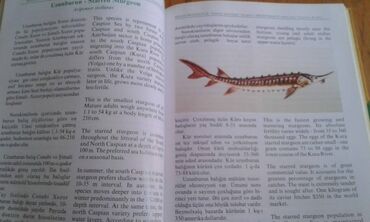 Ensiklopediyalar: Müxtəlif kitablar satılır. Biri 40 manat. "Nərəkimilər - dinozavrların -da lalafo.az — 10 Ensiklopediyalar: Müxtəlif kitablar satılır. Biri 40 manat. "Nərəkimilər - dinozavrların — 10