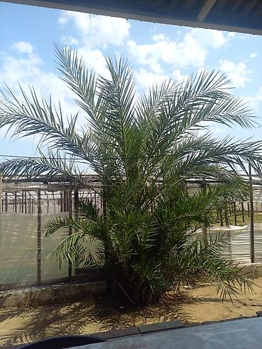 Xurma (xurma xurması) palmı – dekorativ və məhsuldar landşaft bitkisi