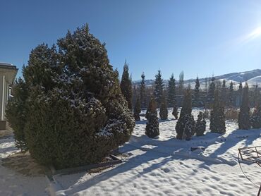 Декоративные деревья: Саженцы деревьев: Ели — 3