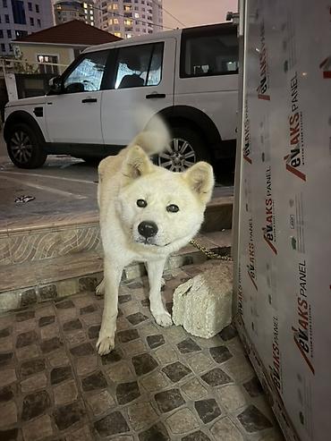 husky iti: Akita-inu, Erkək — 3
